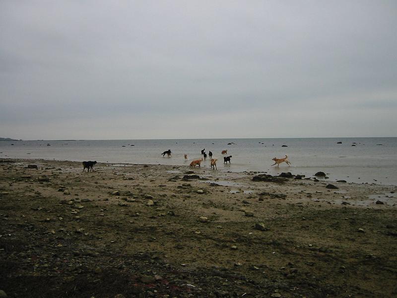 IMG_4223.jpg